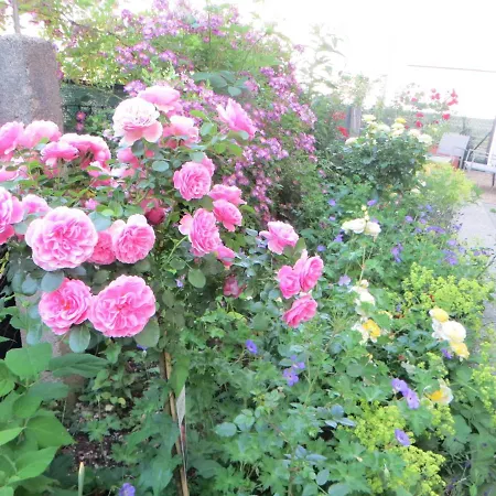 Amadeus Daire Salzburg